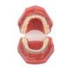 Dental Orthodontic Model 28pcs Teeth Resin Dental Teaching Teeth Model