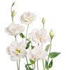 Outsidepride Lisianthus Sapphire White - 100 Seeds