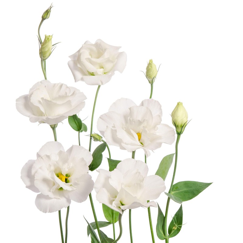 Outsidepride Lisianthus Sapphire White - 100 Seeds