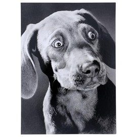 Surprised Weimeraner Funny Birthday Card