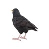 Pflanzen Kölle Iron Blackbird, Black, Approx. 17 x 6 x