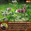 FreshDrinkUS, Premium 2oz Burdock Root Powder, 100% Natural & Pure