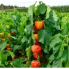 100PCS Cape Gooseberry Seeds Large Fruit Goldenberry Berry Seeds