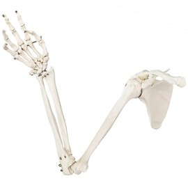 EVOTECH SCIENTIFIC Human Upper Limb Skeleton Anatomical Model, Life Size Arm Skeleton Model W/Clavicle Scapula and Articulated Hand Bone for Hospitals Offices Schools University Study Display
