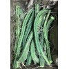 Cactus 10 Night Blooming Cereus Cactus Bulk Cacti Easy to