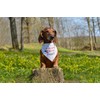EechicSpace Welcome Home Daddy Dog Bandana for Small Dogs