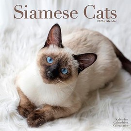 Siamese Cats Calendar 2026 | 12 Month Wall Calendar | Avonside Publishing | Plastic Free Packaging