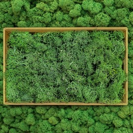 ZUZGO Moss Preserved Decorative Moss for Crafts Moss Picture Model Making Art Moss Nature Preserved (605)