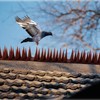 Bird Spike Strips for Outdoor Surfaces with Adhesive Strips (8,