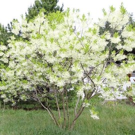 White Fringe Tree, Chionanthus virginicus, Flowering Ornamental Landscape Shrub (1 Gallon/Potted/Single Plant)