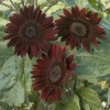 Flowers Chocolate Cherry Sunflower Seeds - 50pcs/pack - Rich Red-Brown