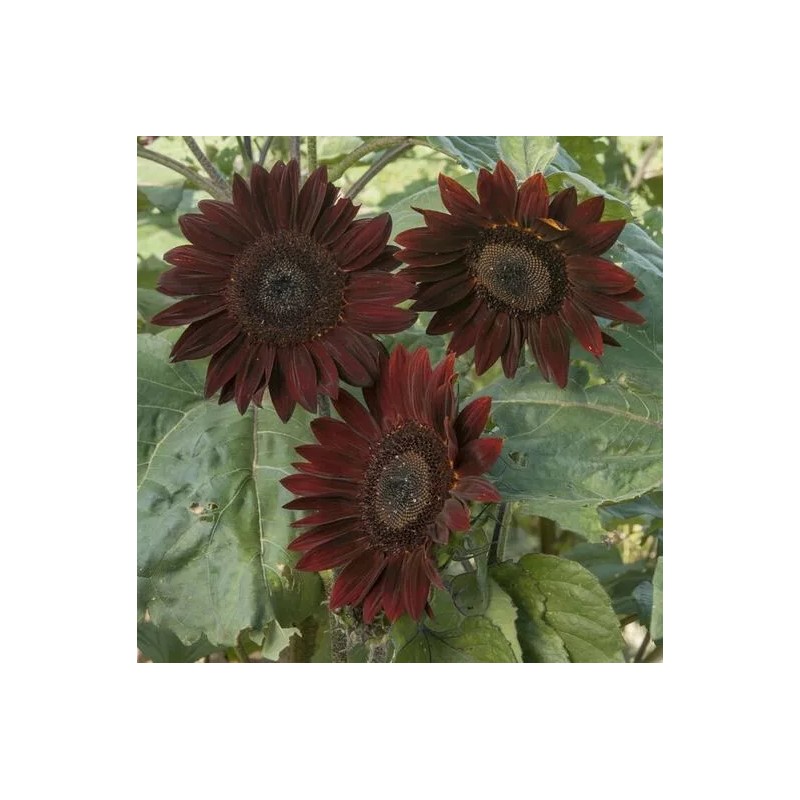 Flowers Chocolate Cherry Sunflower Seeds - 50pcs/pack - Rich Red-Brown