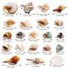 21PCS Hermit Crab Shells Large Medium Small | Sea Conch