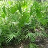 Palm Beach Medicinal Herbs - Saw Palmetto (Serenoa repens) -