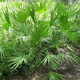 Palm Beach Medicinal Herbs - Saw Palmetto (Serenoa repens) - Packet of 10 Seeds