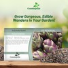 Outsidepride Artichoke Violet Vegetable Seeds - 200 Pcs Perennial, Hardy