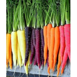 Southeast Seeds Rainbow Carrot Blend Mix, Seeds, Colorful, NON-GMO, Beta Carotene, Vitamin A - 1250 Seeds