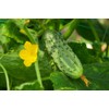 Seeds4planting - Seeds Rare Cucumber Titus F1 45 Days Vine