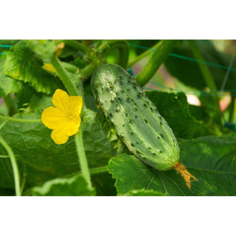 Seeds4planting - Seeds Rare Cucumber Titus F1 45 Days Vine