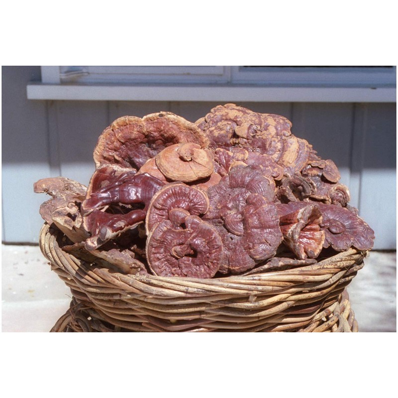 Dragon Herbs - Wild Red Reishi Drops - 2 fl
