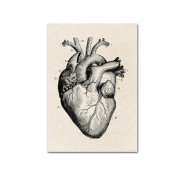 CTForest 3 Pieces Poster Anatomy, Vintage Style Wall Decoration Illustration Heart, Palms and Vertebral Spine, Collection Prints with Aesthetic Collage Interior Decoration (No Frame)