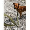 Sniffls Premium Dog Lead for Small and Medium Dogs Lightweight