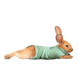 MPS Medical Pet Shirt Rabbit, Surgery Recovery Suit, Green, XXX-Small
