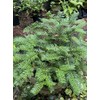 Japanese Plum Yew (Cephalotaxus harringtonia 'Prostrata')