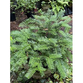 Japanese Plum Yew (Cephalotaxus harringtonia 'Prostrata')