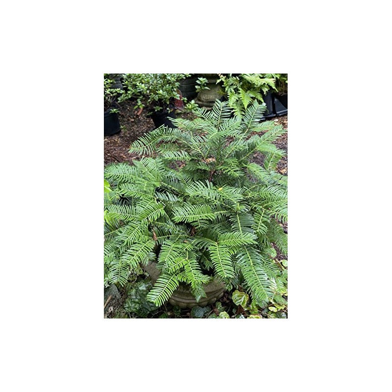 Japanese Plum Yew (Cephalotaxus harringtonia 'Prostrata')