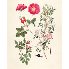 Vintage Botanical Prints | Woodland Flowers Wall Art by Ink Inc. | Wildflower Decor | Boho Farmhouse Design | Set of 6 8x10 Unframed