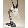 Skull Hooker Table Hooker European Trophy Mount – Perfect Kit