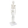 Human skeleton model, 17 inch mini skeleton model with movable