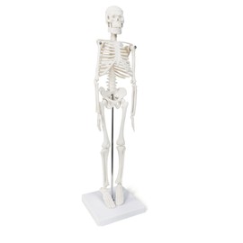 Human skeleton model, 17 inch mini skeleton model with movable arms and legs, scientific model to study basic details of the human skeletal system