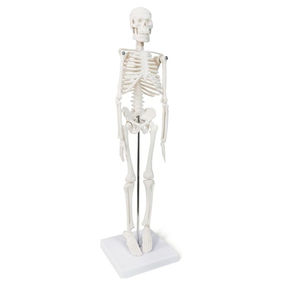Human skeleton model, 17 inch mini skeleton model with movable