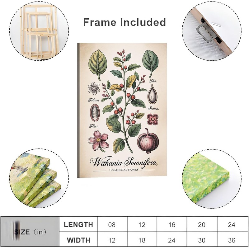 Póster botánico de Ashwagandha – Ilustración científica 30x45 cm, con