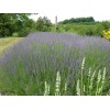 2 6" Lavender Bunches - 2 Bunches - 6" Long