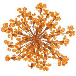 bexibi-zuburesu BB – 7 Orange Approx 10 Sheets