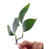 LNYMZD Green Betta Fish Leaf Pad,Plastic Plant Betta Hammock Leaf