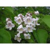 2 Catalpa Trees, 12-18" in a Quart Pots, Live Plants