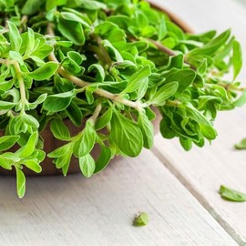 Eden Brothers Marjoram Seeds - Sweet