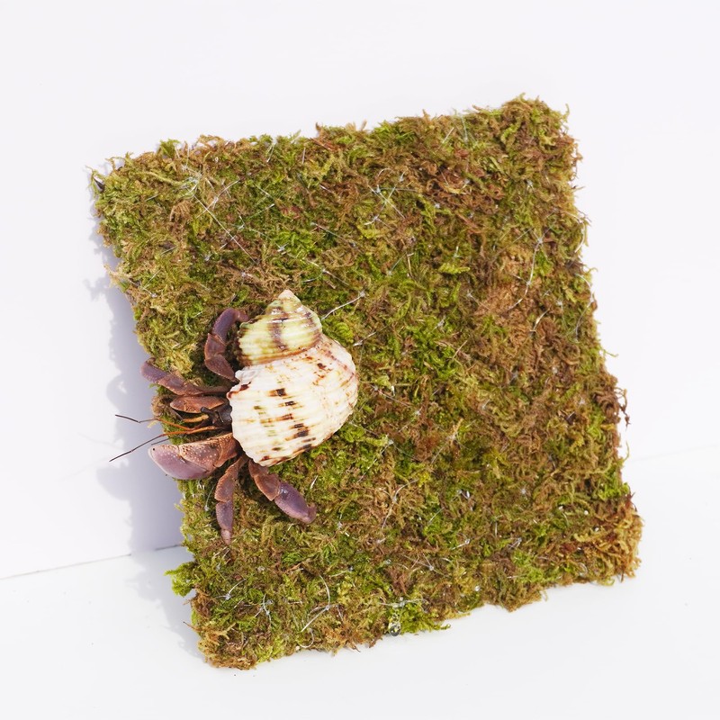 Begeterday 6 Inch Hermit Crab Climbing Wall, Ideal Adjustable Hermit