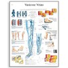 3B Scientific VR1367L Glossy Laminated Paper Varicose Veins Anatomical Chart,