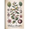 Póster botánico de Ashwagandha – Ilustración científica 30x45 cm, con