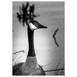 Will Davis Studios Beautiful Canadian Goose Black & White Fine Art Photography Birthday Greeting Card. (Inside Reads: Happy Birthday!)