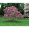 Tree Ann Magnolia Tree/Shrub - 6-12" Tall Live Plant -