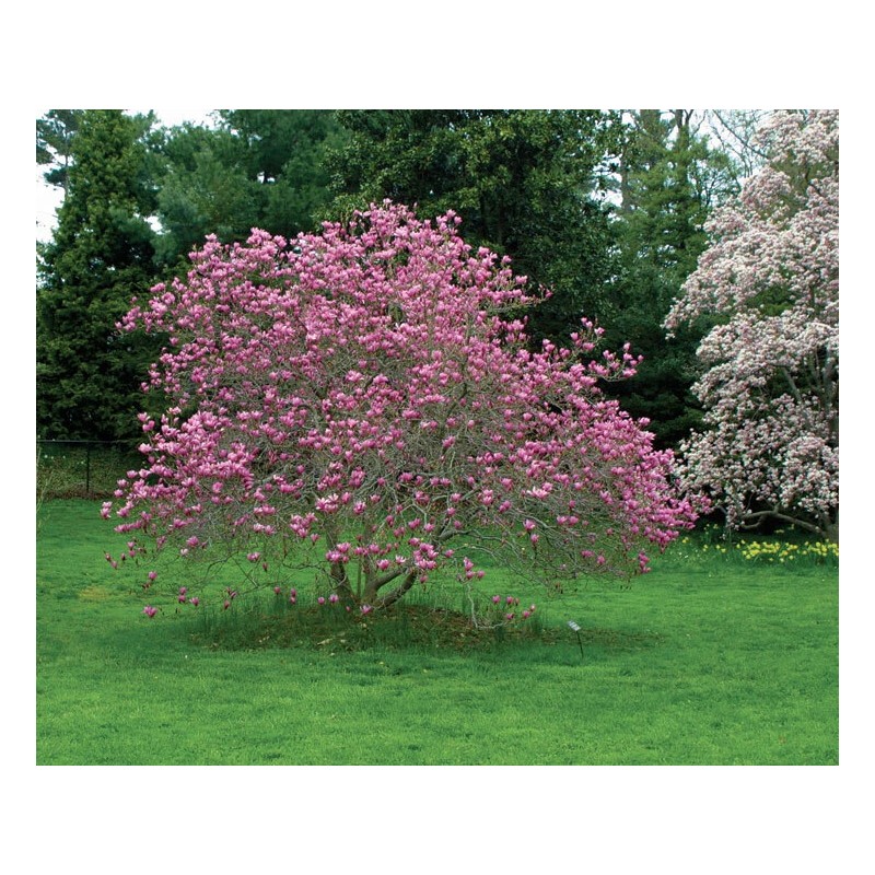 Tree Ann Magnolia Tree/Shrub - 6-12" Tall Live Plant -