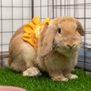 ALUZAEMO Bunny Harness and Leash Set, Escape Proof Carrot Mesh