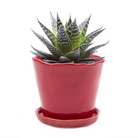 CHIVE ‘Tika’ Big Succulent Pot — 5” Cute Planter Pots for Indoor Plants — Beautiful Modern Decor for Home & Kitchen — Red