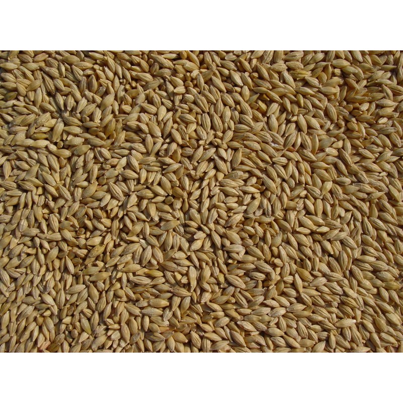 Barley 12 Lbs, Unhulled Barley (Hull Intact), Joseph's Grainery Whole